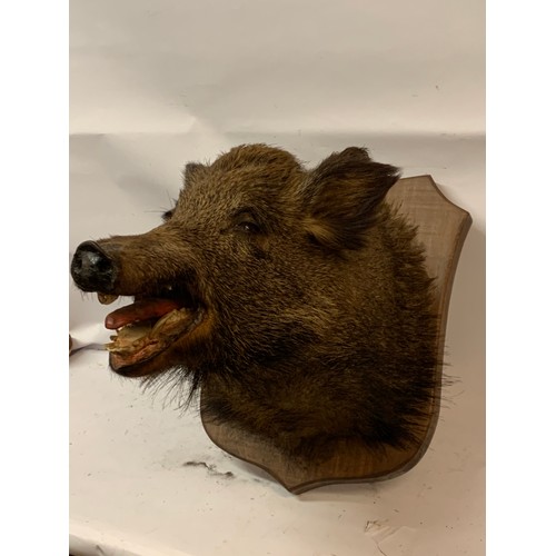 506 - Taxidermy Wild Boar Head And Neck Mount.