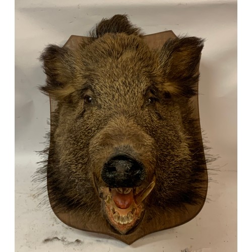 506 - Taxidermy Wild Boar Head And Neck Mount.