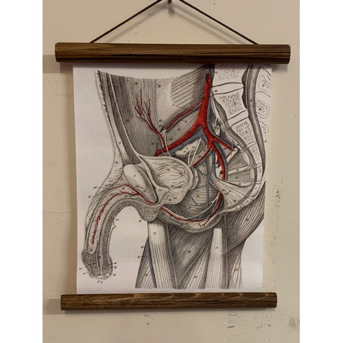 143A - Modern Educational  Roll Up Chart Of The Male Anatomy .28 x 23 cms