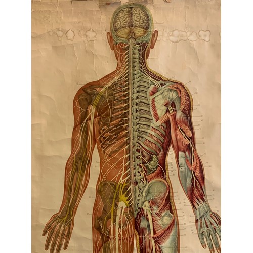 90 - Full Size German Antique Anatomical Human Chart. 187 x 95 cms