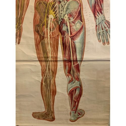 90 - Full Size German Antique Anatomical Human Chart. 187 x 95 cms