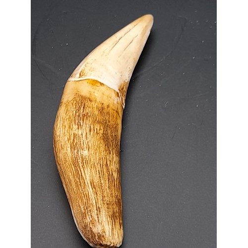 28 - Antique Sea Lion Tooth 10cm long