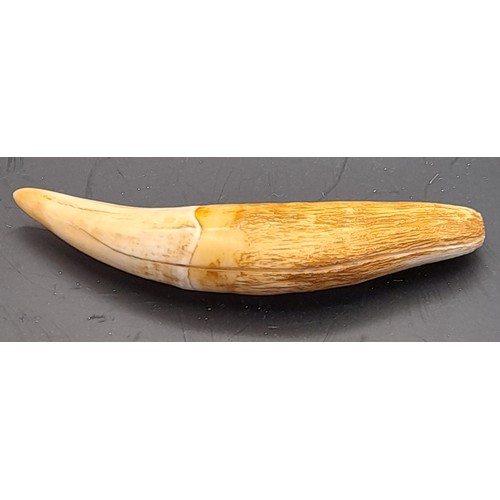 28 - Antique Sea Lion Tooth 10cm long