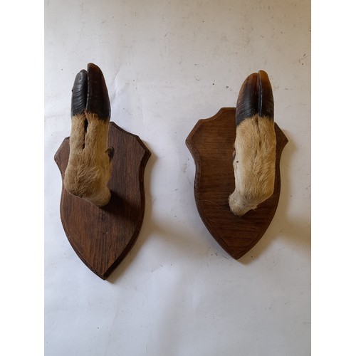 46 - Pair of Deer Foot Hangers. 20cm x 13cm