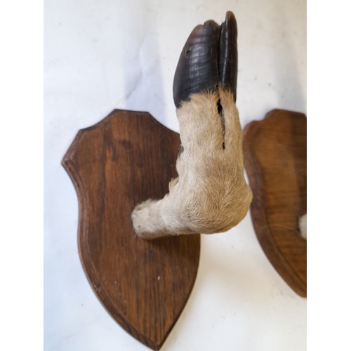 46 - Pair of Deer Foot Hangers. 20cm x 13cm