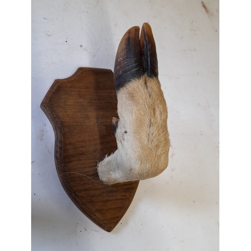 46 - Pair of Deer Foot Hangers. 20cm x 13cm