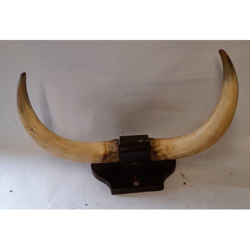 53 - Pair of mounted Bull Horns. 53cm tip to tip
