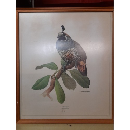 63 - 6 x Prints of Birds by JF Lansdowne. Framed and Glazed 36cm x 41cm. (6)