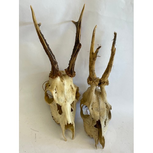 33 - Two Taxidermy Deer Skulls.