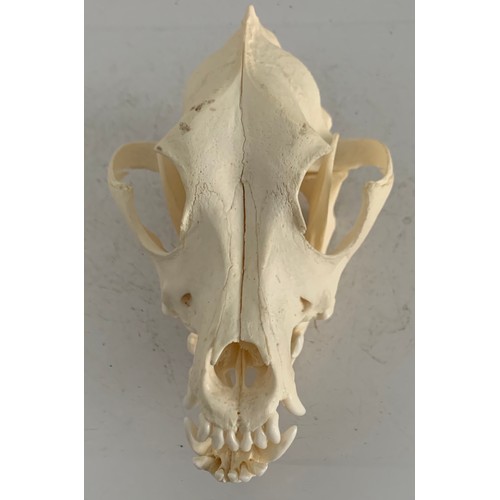 547 - Large Taxidermy Dog Skull
17 x 10 x 9 cms