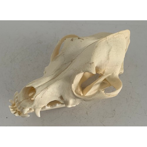 547 - Large Taxidermy Dog Skull
17 x 10 x 9 cms