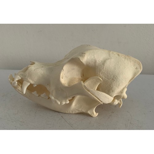 547 - Large Taxidermy Dog Skull
17 x 10 x 9 cms