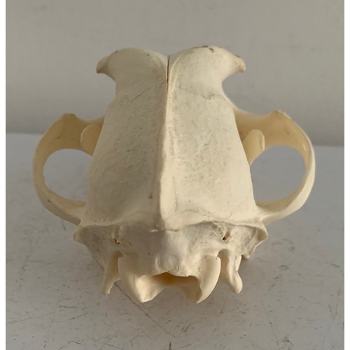 547 - Large Taxidermy Dog Skull
17 x 10 x 9 cms