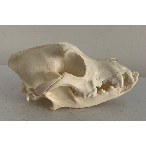 547 - Large Taxidermy Dog Skull
17 x 10 x 9 cms