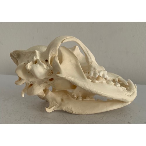 547 - Large Taxidermy Dog Skull
17 x 10 x 9 cms