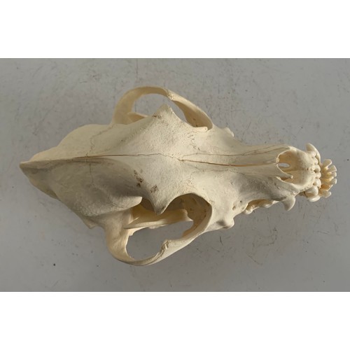 547 - Large Taxidermy Dog Skull
17 x 10 x 9 cms