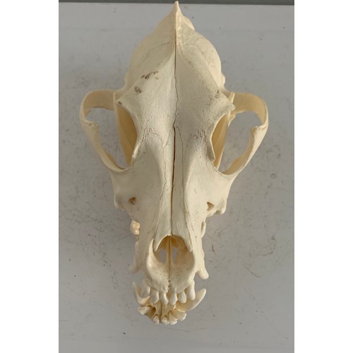 547 - Large Taxidermy Dog Skull
17 x 10 x 9 cms