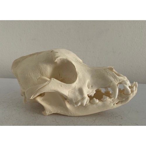 547 - Large Taxidermy Dog Skull
17 x 10 x 9 cms