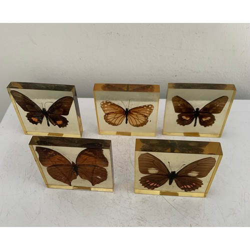 139 - Collection Of 5 Vintage Acrylic Enclosed Educational Butterflies
7 x 7 cms