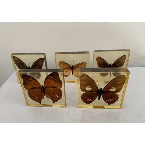 139 - Collection Of 5 Vintage Acrylic Enclosed Educational Butterflies
7 x 7 cms