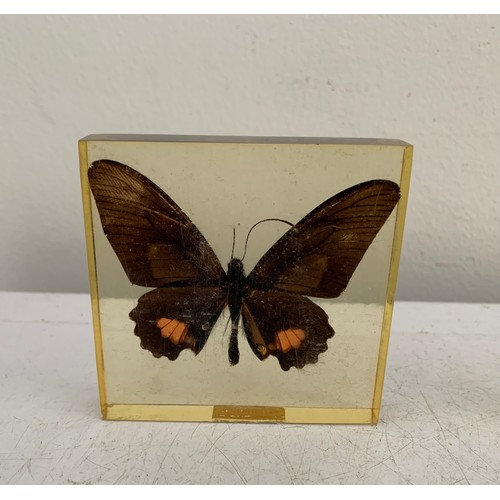 139 - Collection Of 5 Vintage Acrylic Enclosed Educational Butterflies
7 x 7 cms