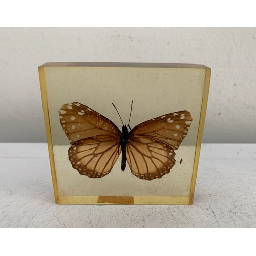 139 - Collection Of 5 Vintage Acrylic Enclosed Educational Butterflies
7 x 7 cms