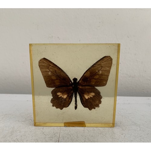 139 - Collection Of 5 Vintage Acrylic Enclosed Educational Butterflies
7 x 7 cms