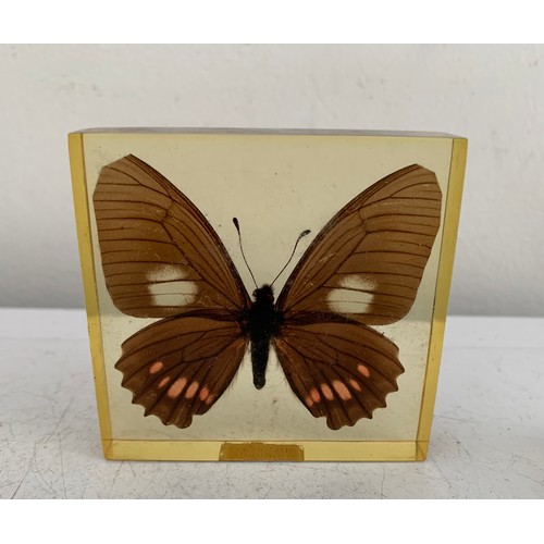 139 - Collection Of 5 Vintage Acrylic Enclosed Educational Butterflies
7 x 7 cms