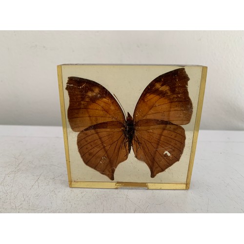 139 - Collection Of 5 Vintage Acrylic Enclosed Educational Butterflies
7 x 7 cms