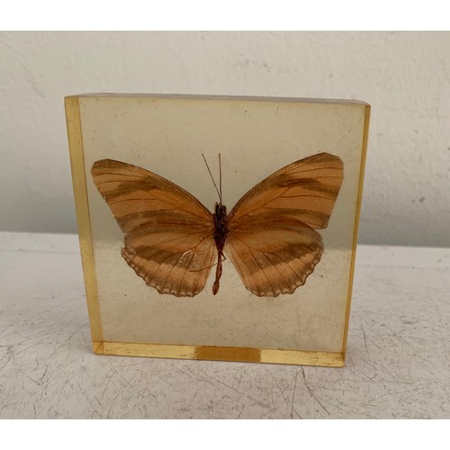 143 - Collection Of 5 Vintage Acrylic Enclosed Educational Butterflies
Each 7 x 7 cms