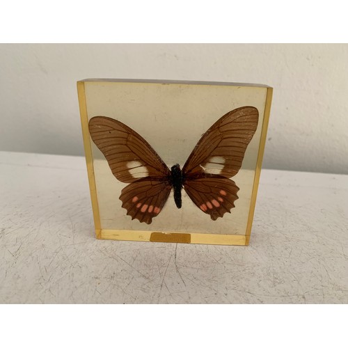 143 - Collection Of 5 Vintage Acrylic Enclosed Educational Butterflies
Each 7 x 7 cms