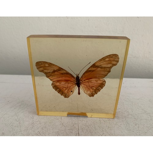 143 - Collection Of 5 Vintage Acrylic Enclosed Educational Butterflies
Each 7 x 7 cms