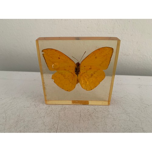 143 - Collection Of 5 Vintage Acrylic Enclosed Educational Butterflies
Each 7 x 7 cms