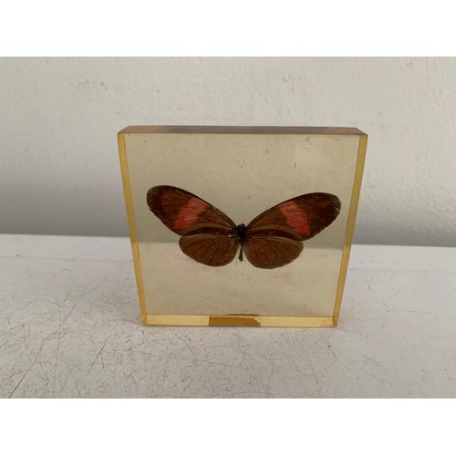 143 - Collection Of 5 Vintage Acrylic Enclosed Educational Butterflies
Each 7 x 7 cms