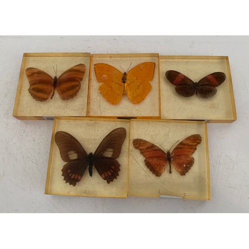 143 - Collection Of 5 Vintage Acrylic Enclosed Educational Butterflies
Each 7 x 7 cms