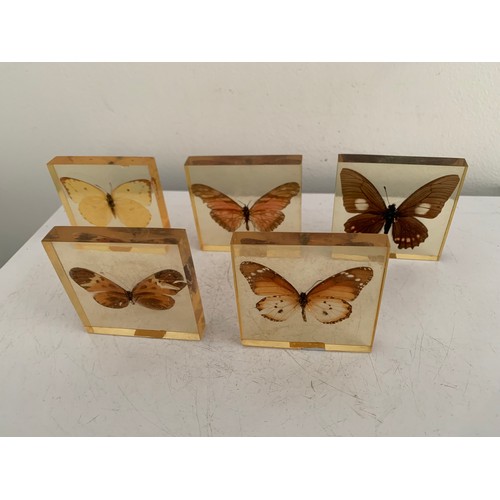 144 - Similar To Previous Lot
Collection Of 5 Vintage Acrylic Enclosed Educational Butterflies
Each 7 x 7 ... 