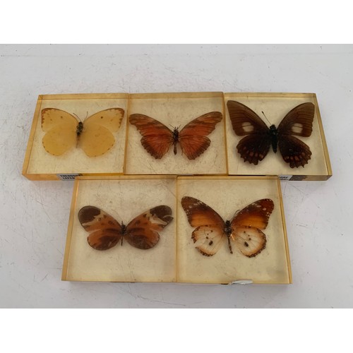 144 - Similar To Previous Lot
Collection Of 5 Vintage Acrylic Enclosed Educational Butterflies
Each 7 x 7 ... 