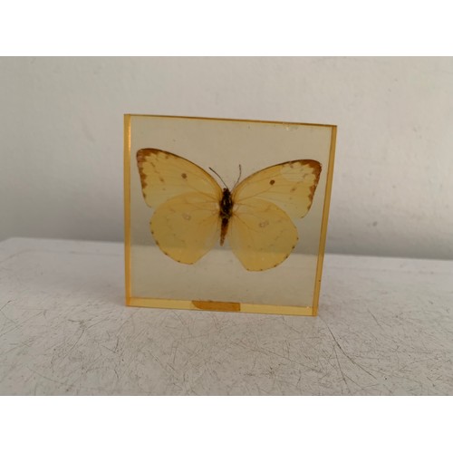 144 - Similar To Previous Lot
Collection Of 5 Vintage Acrylic Enclosed Educational Butterflies
Each 7 x 7 ... 