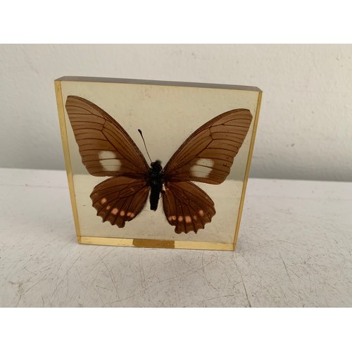 144 - Similar To Previous Lot
Collection Of 5 Vintage Acrylic Enclosed Educational Butterflies
Each 7 x 7 ... 