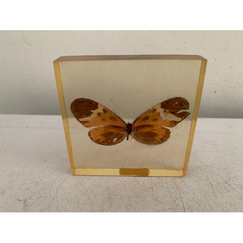 144 - Similar To Previous Lot
Collection Of 5 Vintage Acrylic Enclosed Educational Butterflies
Each 7 x 7 ... 