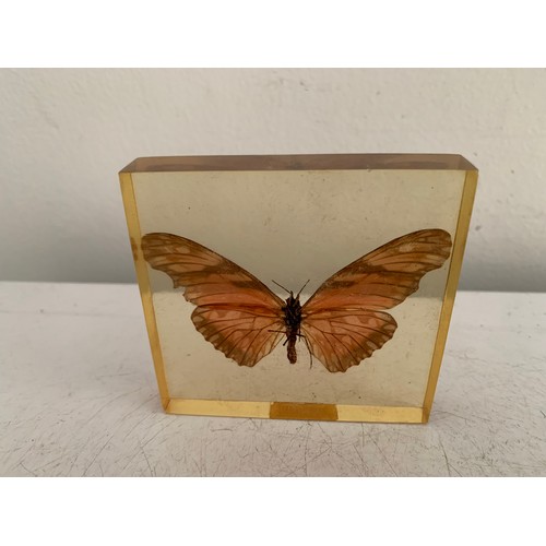 144 - Similar To Previous Lot
Collection Of 5 Vintage Acrylic Enclosed Educational Butterflies
Each 7 x 7 ... 