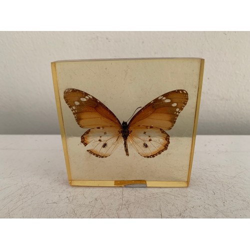 144 - Similar To Previous Lot
Collection Of 5 Vintage Acrylic Enclosed Educational Butterflies
Each 7 x 7 ... 