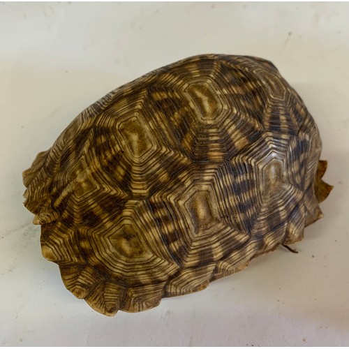 138 - Vintage Turtle Shell 
10 x 8 x 6 cms h