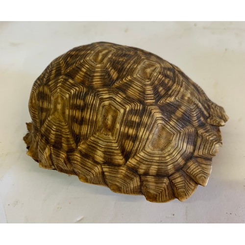 138 - Vintage Turtle Shell 
10 x 8 x 6 cms h