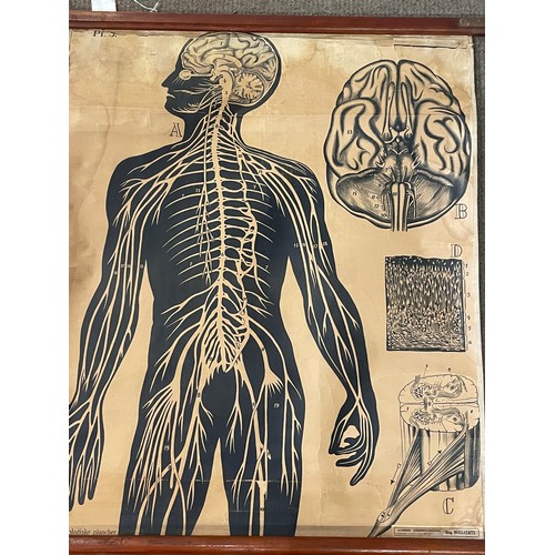 262 - Antique Canvas Anatomical Educational Roll Up  Poster. 77 x 71 cms