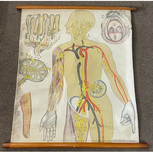 263 - Antique Canvas Anatomical Educational Roll Up  Poster. 77 x 72 cms