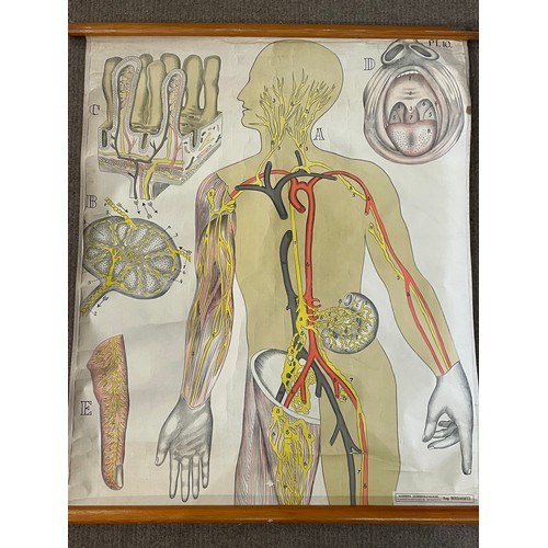 263 - Antique Canvas Anatomical Educational Roll Up  Poster. 77 x 72 cms