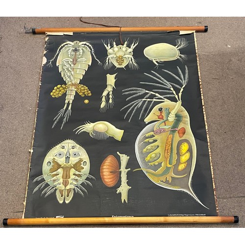 264 - Antique Canvas Zoological  Educational Roll Up  Poster. 120 x 102 cms