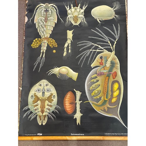 264 - Antique Canvas Zoological  Educational Roll Up  Poster. 120 x 102 cms