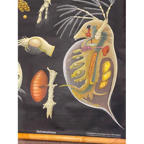 264 - Antique Canvas Zoological  Educational Roll Up  Poster. 120 x 102 cms